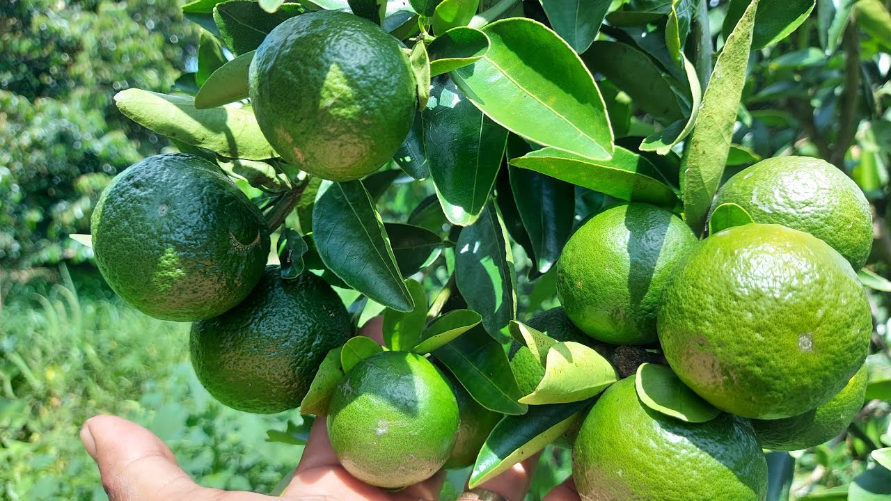 Tập đoàn VNPT - phát hiện điều vi diệu từ Cam Mật, Cam Sành, Cam Xoàn